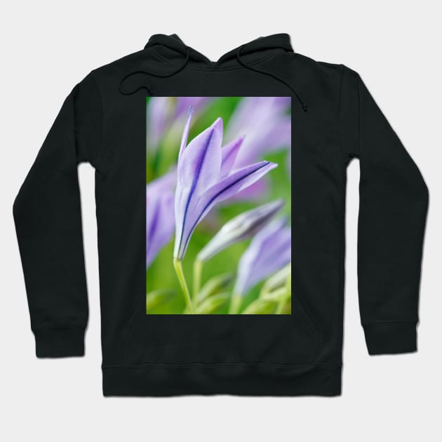 Triteleia laxa  'Koningin Fabiola'  Triplet lily  Also known as Queen Fabiola Hoodie by chrisburrows